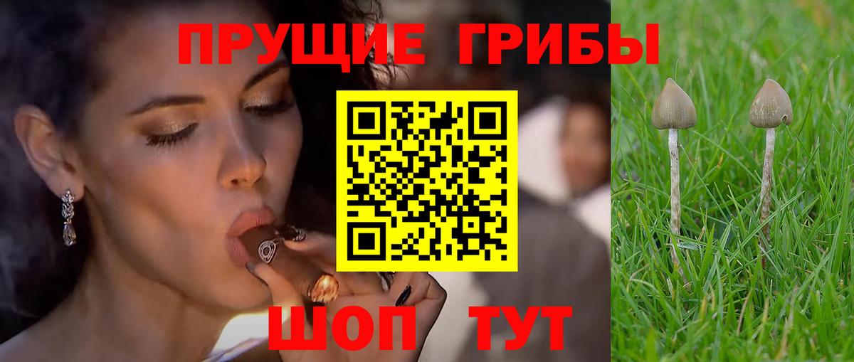 Отрадное  наркошоп  Вход с VPN  Псилоцибиновые грибы Psilocybe  Псилоцибиновые грибы GOLDEN TEACHER 